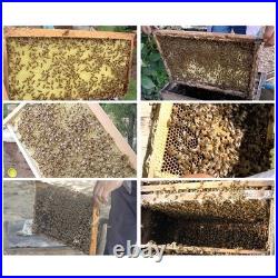 10 Pack Langstroth Beehive Frames With Foundation For Beekeeping