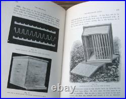 1919 Langstroth on the Hive and Honey Bee