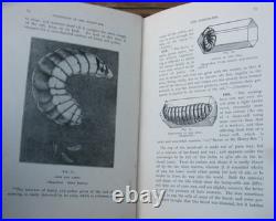 1919 Langstroth on the Hive and Honey Bee