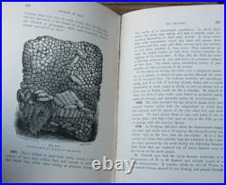 1919 Langstroth on the Hive and Honey Bee