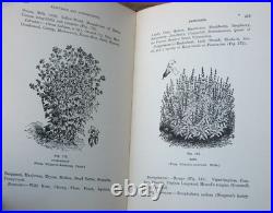 1919 Langstroth on the Hive and Honey Bee