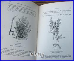 1919 Langstroth on the Hive and Honey Bee
