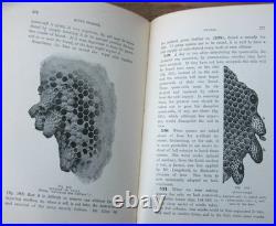 1919 Langstroth on the Hive and Honey Bee