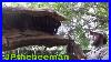 40_Year_Old_Bee_Hive_In_Ancient_Catalpa_Tree_01_ww