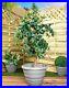 40cm_Wham_Grey_Planter_Plant_Pot_Beehive_Design_Modern_Plant_Pot_Plants_Flowers_01_aop