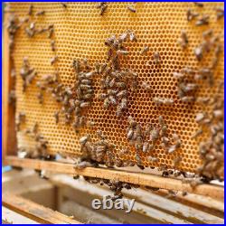 4 Tier Langstroth Beehive Box Beekeeping Honey Wooden Bee Hive Beekeeper Tool