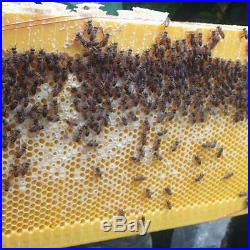 6PCS Bee Auto Move Down Raw Honey Beekeeping Beehive Hive Frames Harvesting NEW