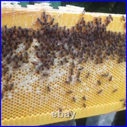 7PCS Beehive Frames For Auto Shed Bee Hive Honey Plastic Frames Beekeeping US