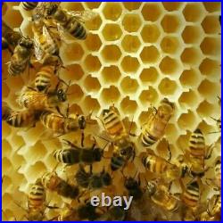 7Pcs Auto Free Flow Honey Beehive Frames + Beekeeping Brood Cedarwood Box Set UK