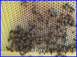 7 Pcs Auto Beehive Frames 1Pcs Beekeeping Cedarwood Box House Harvesting Tools