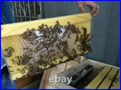 7x Auto Run Honey Beekeeping Beehive Bee Comb Hive Frames Harvesting Food-grade