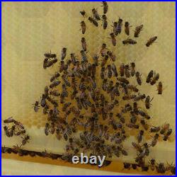 8 PCS Hive Frames Beekeeping Beehive Livestock Artesian Honeycomb Spleen