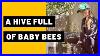 A_Hive_Full_Of_Baby_Bees_01_vw