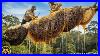 A_Rare_Giant_Beehive_Discovery_The_Most_Valuable_Wild_Honey_Harvest_01_udv
