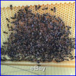 Automatic Wooden Bee Box Bee Hive House Beekeeping Equipment Beekeeper
