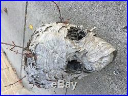 Bald Face White Hornet Nest Bee Home Wasp House Bees Hive For Science Taxidermy
