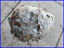 Bald Face White Hornet Nest Bee Home Wasp House Bees Hive For Science Taxidermy