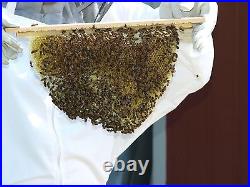 Bee Hive, 20 Top Bar Backyard Bee Keeping Hive