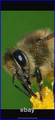 Bee Hive used