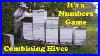 Bee_Hives_Need_Bees_For_Honey_A_Nuc_Hive_Ready_01_ltxo