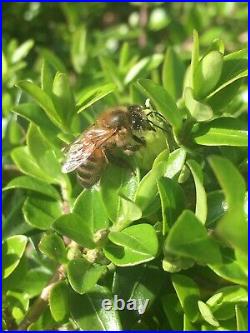 Bee hive For Natural Beekeeping. Compleat beehive kit GARDENERS BEEHIVE KIT