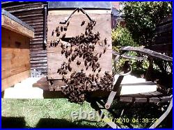 Bee hive nuc colony's. 2023. Price is per one nuc