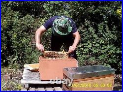 Bee hive nuc colony's. 2023. Price is per one nuc