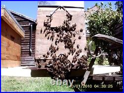 Bee hive nuc colony's overwinter. Last 6 remaining. Price is per one nuc