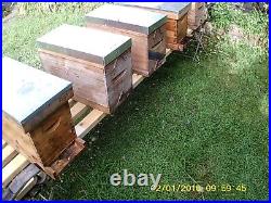 Bee hive nuc colony's overwinter. Last 6 remaining. Price is per one nuc