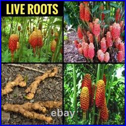 Beehive ginger Live Roots Zingiber spectabilis Live Roots BOGO 50% OFF SALE