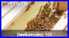 Beekeeping_For_Beginners_Hive_Set_Up_01_qvcv