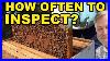 Beekeeping_How_Often_Should_You_Inspect_Your_Hive_U0026_More_01_izo