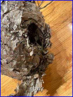 Bees Nest Hornets Paper Wasp Hive Nest Very Large