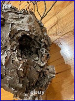 Bees Nest Hornets Paper Wasp Hive Nest Very Large