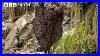 Bees_Vs_Hornets_Nature_S_Most_Synchronised_Defence_System_Bbc_Earth_01_ojx