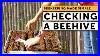 Being_A_Beekeeper_Inspecting_A_Beehive_With_No_Queen_And_No_Eggs_Beekeeping_101_01_jnrq