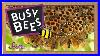 Busy_Bees_Bumblebees_And_Honeybees_Amazing_Animals_Scishow_Kids_01_sd