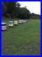 Cedar_Bee_Hives_Complete_With_Bees_01_kw