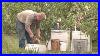 Constructing_U0026_Repairing_Bee_Hives_A_How_To_Video_From_The_Honey_Bee_U0026_Pollination_Program_01_hpjv