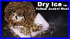 Destroying_A_Dangerous_Yellow_Jacket_Nest_With_Dry_Ice_Mousetrap_Monday_01_ju