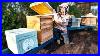 Expanding_My_Beekeeping_Operation_Building_Hives_And_Treating_For_Disease_01_nmma