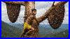 Extreme_Wild_Honey_Hunting_Harvesting_A_Giant_Beehive_Deep_In_The_Jungle_01_hatw