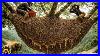 Facing_A_Giant_Hive_Alone_Extreme_Wild_Honey_Journey_01_dx