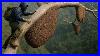 Giant_Tree_Wild_Bees_And_No_Fear_Real_Jungle_Honey_Harvest_01_zu