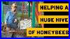 Helping_A_Huge_Hive_Of_Honeybees_01_cjkn
