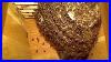 High_Speed_Summary_Of_Life_Inside_The_Beehive_Snabbspolning_Genom_Livet_I_Bisamh_Llet_01_rig