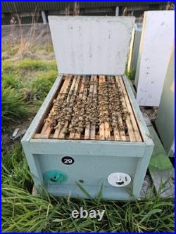 Honey Bee Nucleus Hive Colony Box Overwintered
