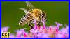 Honey_Bees_In_4k_Ultra_Hd_Bee_Hives_4k_Honey_Firm_Video_Relaxing_Music_01_mxyl