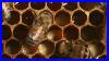Honey_Bees_Natural_History_1_01_eqlx