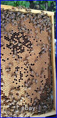 Honey bee 5 frame nuc bee box 2022 bee hive beekeeping